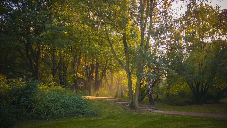 park, green, tree, nature, plant, forest, beauty in nature HD wallpaper