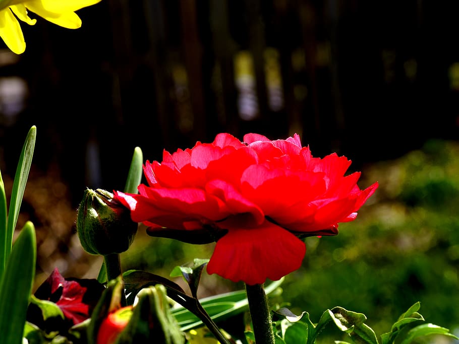 germany, zang, flower, spring, garden, flowering plant, freshness HD wallpaper