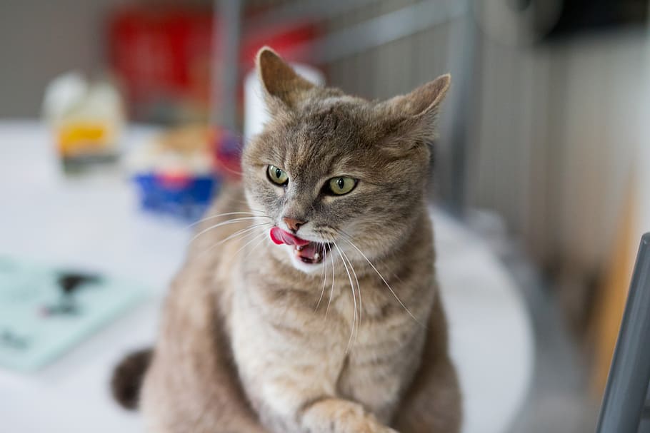 switzerland, geneva, cat, domestic cat, pets, feline, animal themes HD wallpaper