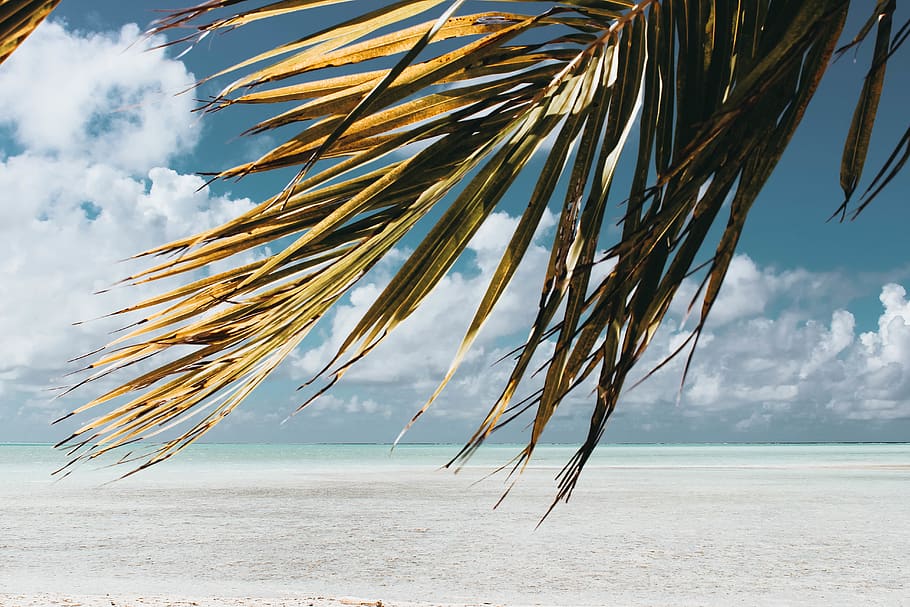 Green Coconut Tree Leaves Under Blue and White Sky, beach, clouds HD wallpaper