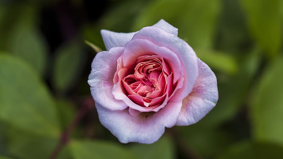 nature, beautiful, macro, spring, portland, rose, may flowers HD wallpaper