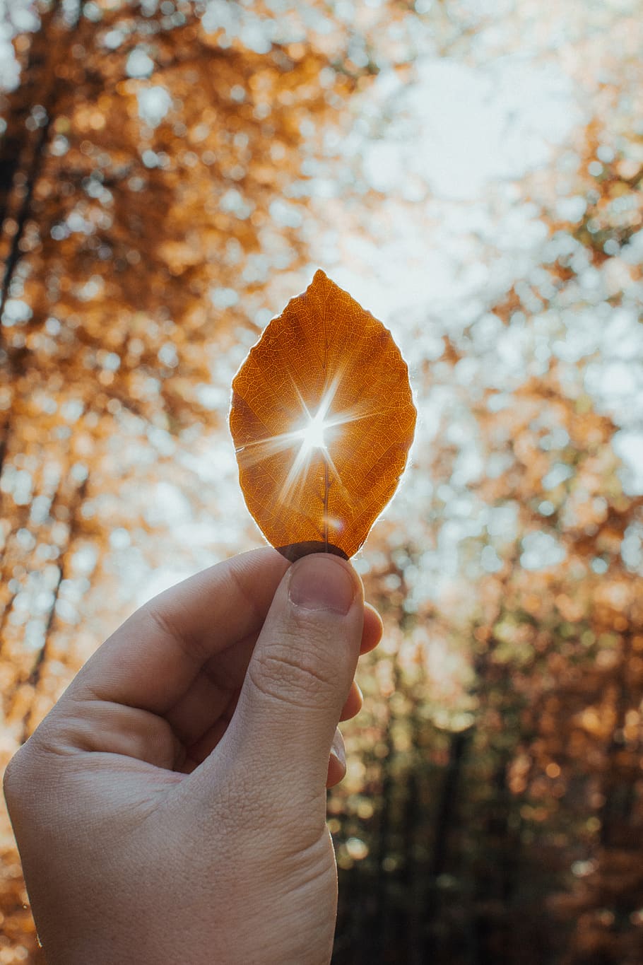 person holding leaf, human, flare, light, finger, crystal, diamond HD wallpaper