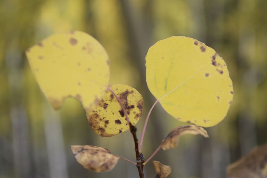 exappiah, leaf, yellow, close-up, plant, growth, focus on foreground HD wallpaper