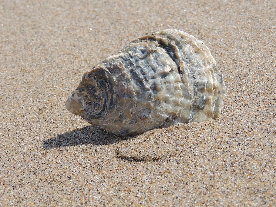 White and Gray Triton's Horn on Sand, beach, close-up, conch HD wallpaper