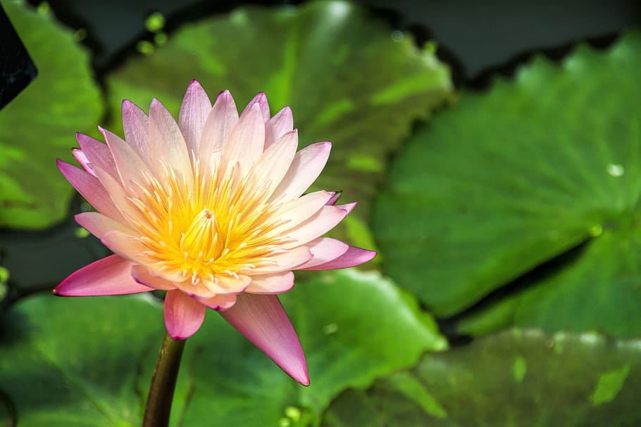 Nymphaea - tropic Sunset., lily, lotus, water, park, gardens, HD wallpaper