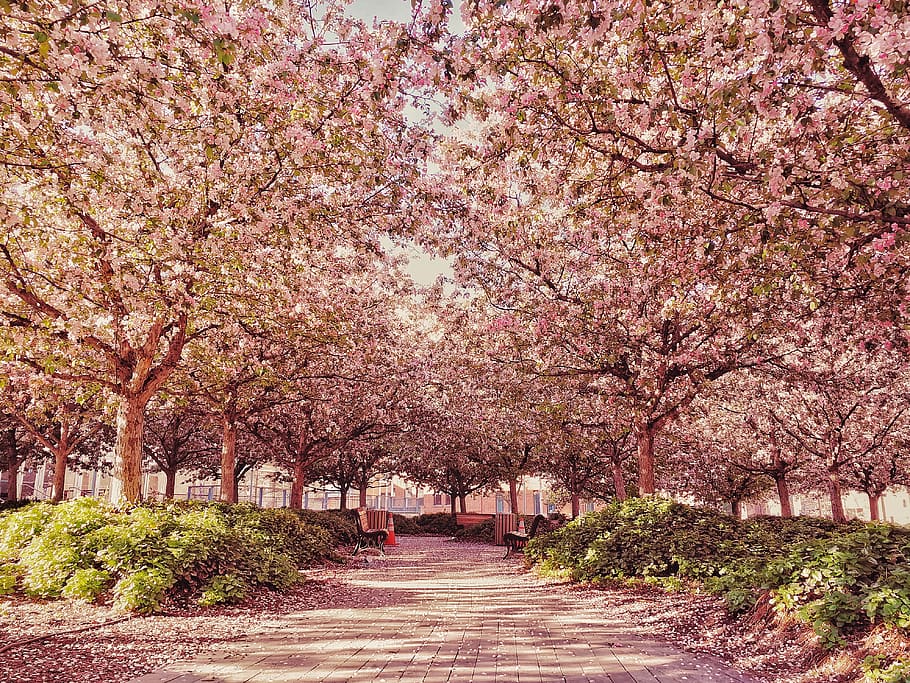 canada, montreal, tree, plant, flower, blossom, flowering plant HD wallpaper