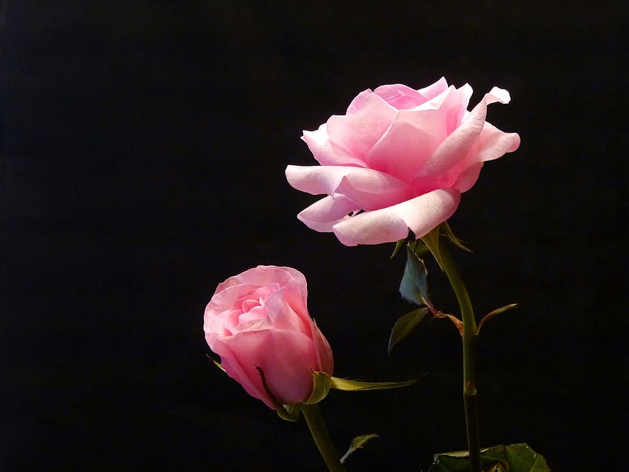 Two pink roses against a black background., pictures of flowers
