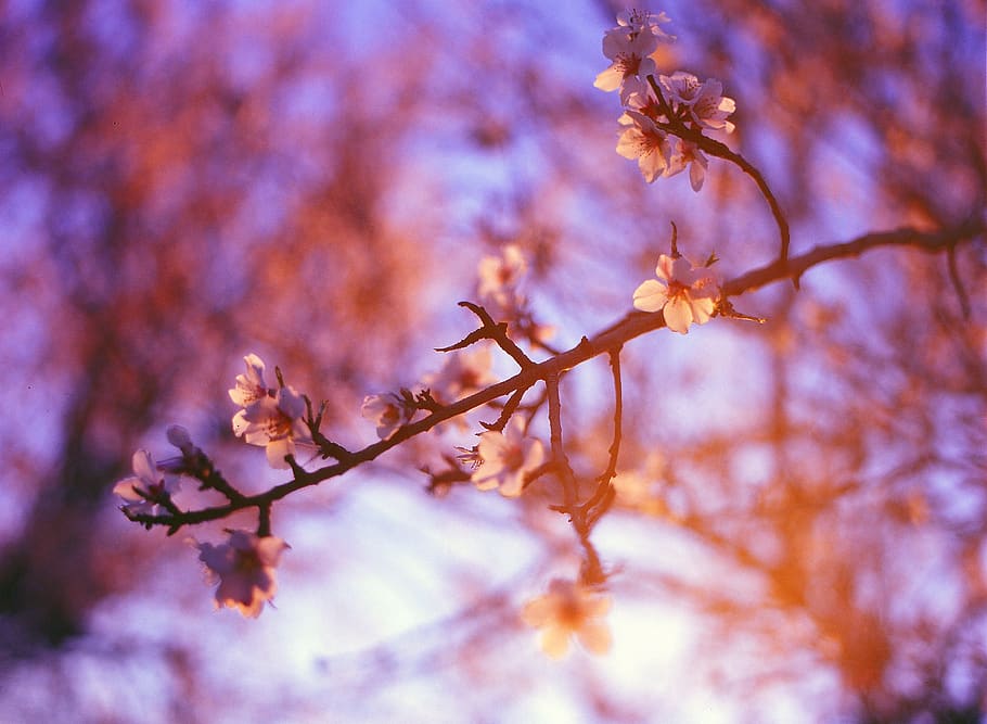 white flowers at the tree, plant, flowering plant, beauty in nature HD wallpaper