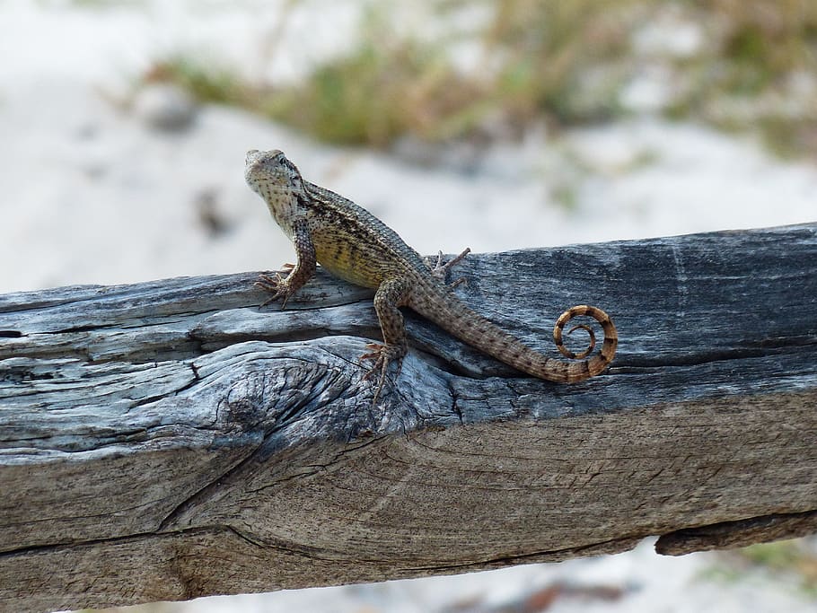 lizard, reptile, scale, nature, animal themes, animals in the wild HD wallpaper