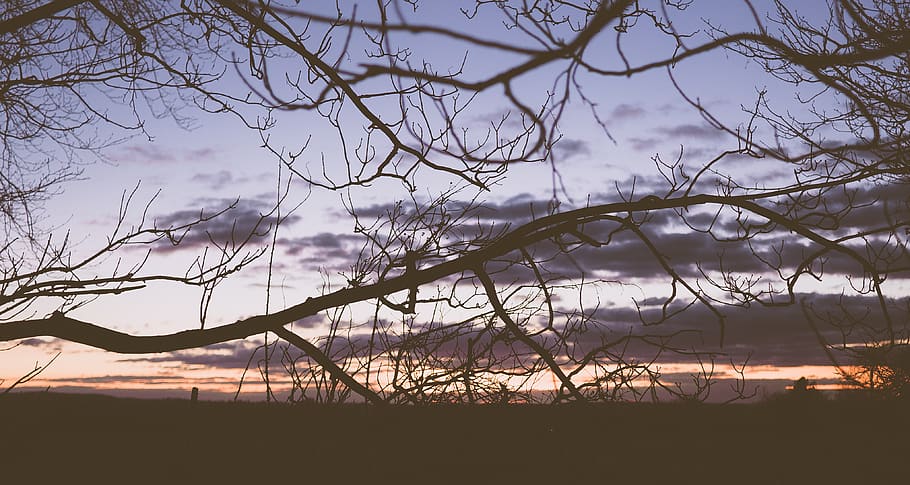 twigs, branches, sunset, clouds, tree, sky, bare tree, plant HD wallpaper