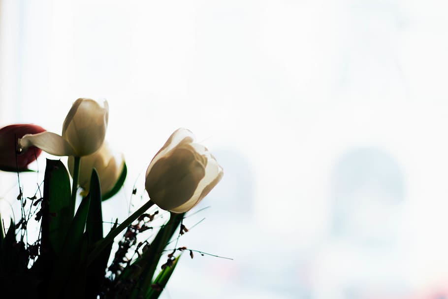 Low Angle Photography White Tulip Flowers, bloom, blossom, flora HD wallpaper