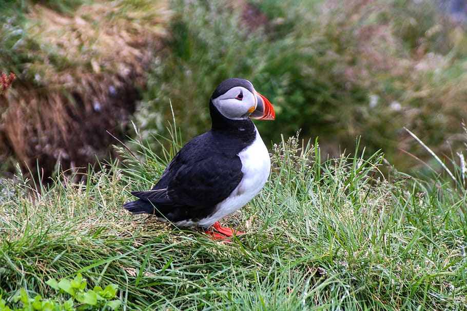 iceland, nature, bird, vertebrate, animal themes, animals in the wild HD wallpaper