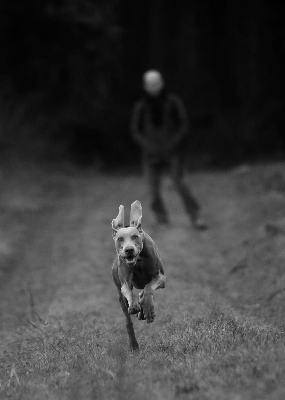 canine, dog, domestic, pets, mammal, one animal, domestic animals HD wallpaper
