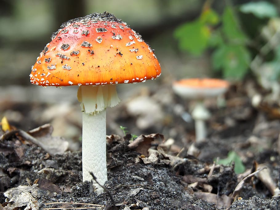 orange and red mushroom, fungus, plant, amanita, agaric, forrest HD wallpaper
