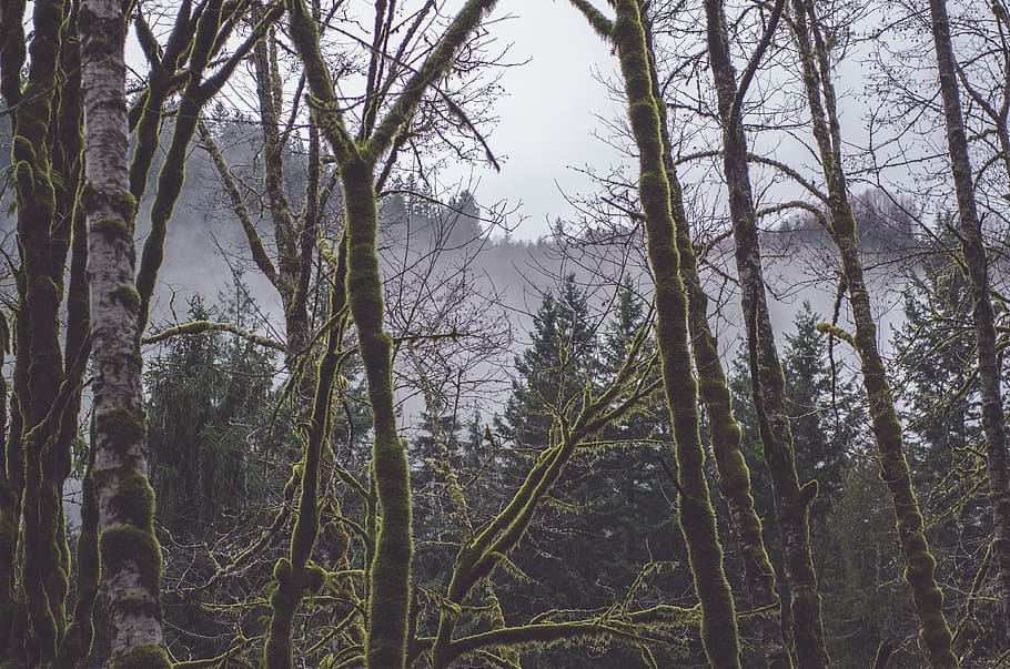 nature, cloud, moss, pine, northwest, north west, winter, green HD wallpaper