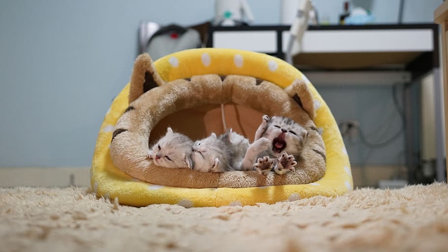 three kittens in yellow cat bed, pet, mammal, animal, bowl, rodent HD wallpaper