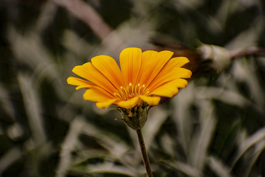 flower, nature, spring, garden, petals, flowering plant, freshness HD wallpaper