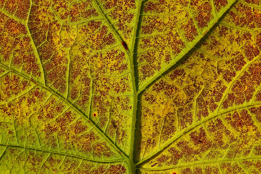 green and red leaf, backgrounds, full frame, pattern, green color HD wallpaper