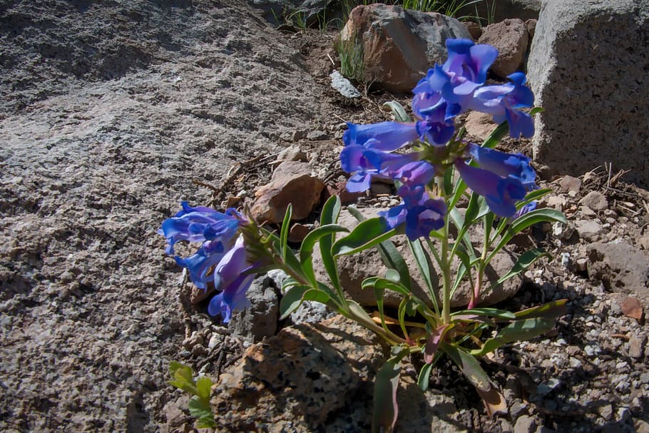 purple, wildflowers, flowering plant, nature, beauty in nature HD wallpaper