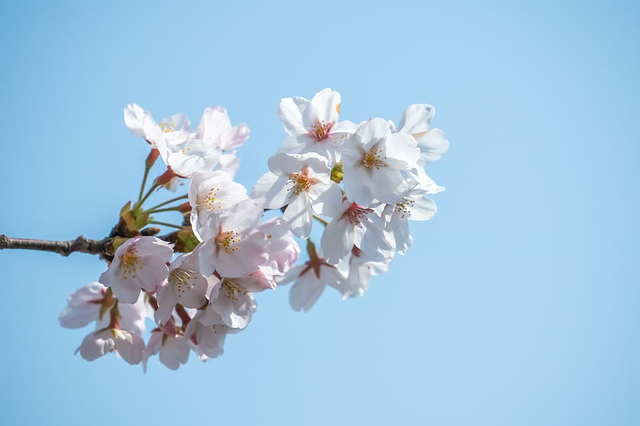 white petaled flowers, plant, blossom, cherry blossom, spring HD wallpaper