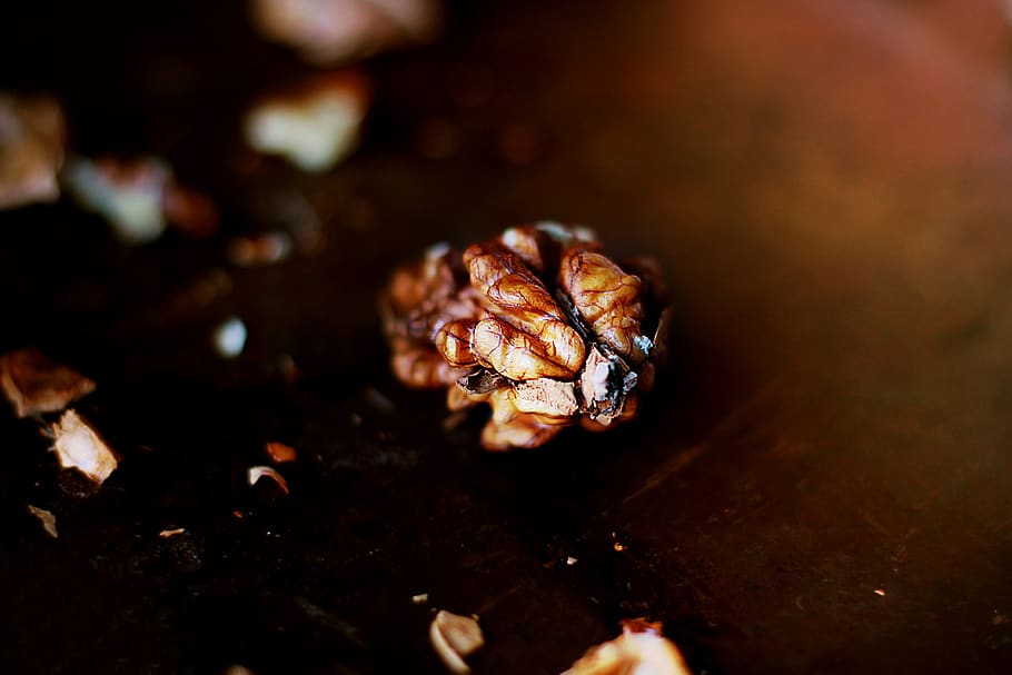 brown, walnut, food, close-up, animal themes, no people, animals in the wild HD wallpaper