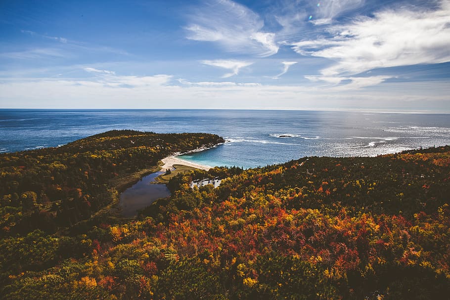 trees, plants, forest, aerial, view, fall, autumn, sea, ocean HD wallpaper