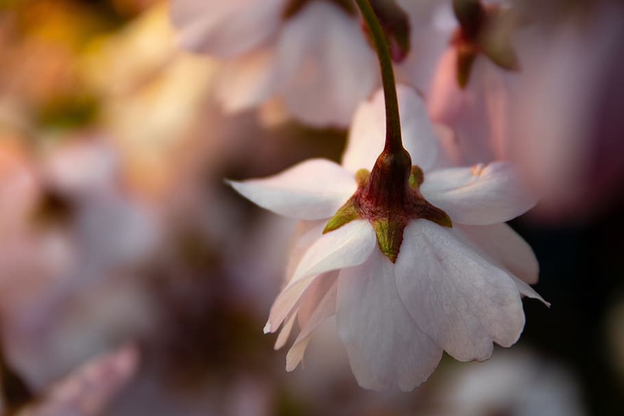 flower, summer, light, golden, spring, cherry, cherry blossom HD wallpaper
