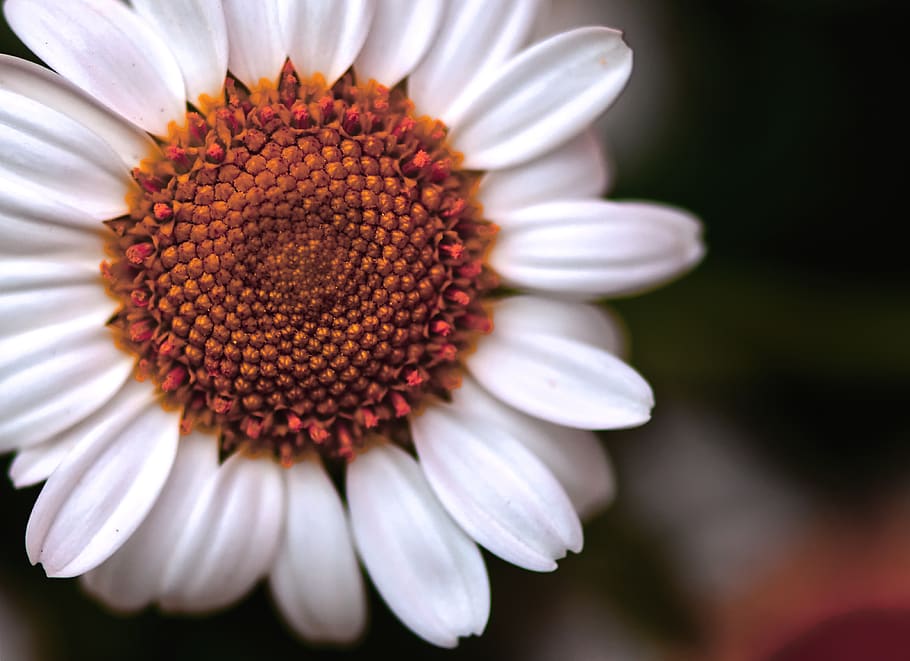 daisies, white, flower, summer, flowers, bloom, meadow, flowering plant HD wallpaper
