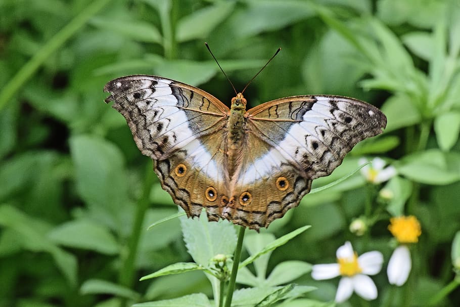 butterfly, butterfly - insect, animal wing, flower, animal themes HD wallpaper