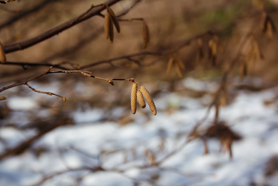 trees, snow, winter, nature, nut, plant, cold temperature, focus on foreground HD wallpaper