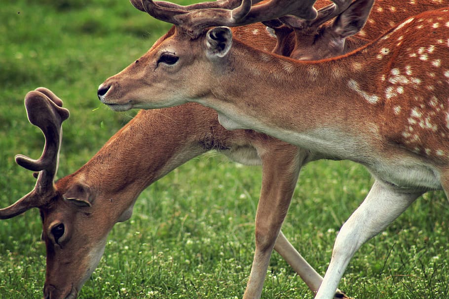 two deer walking on grass, mammal, animal, wildlife, buck, doe HD wallpaper