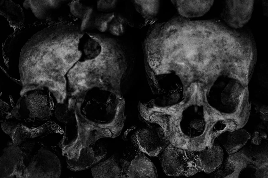 two gray skulls, food, insect, andrena, wasp, hornet, bee, animal HD wallpaper