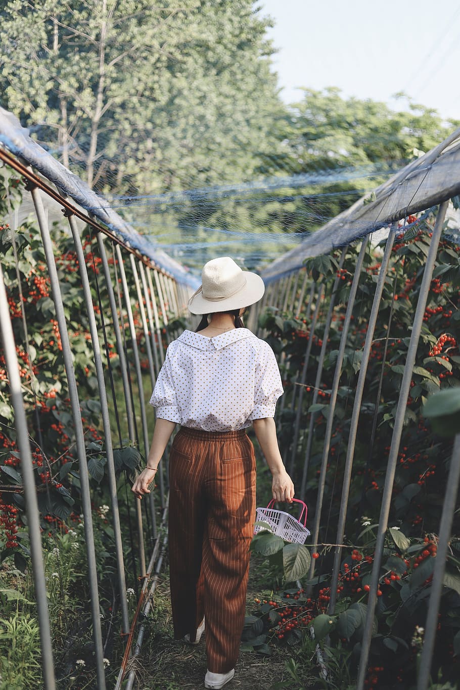 hat, real people, one person, plant, rear view, casual clothing HD wallpaper