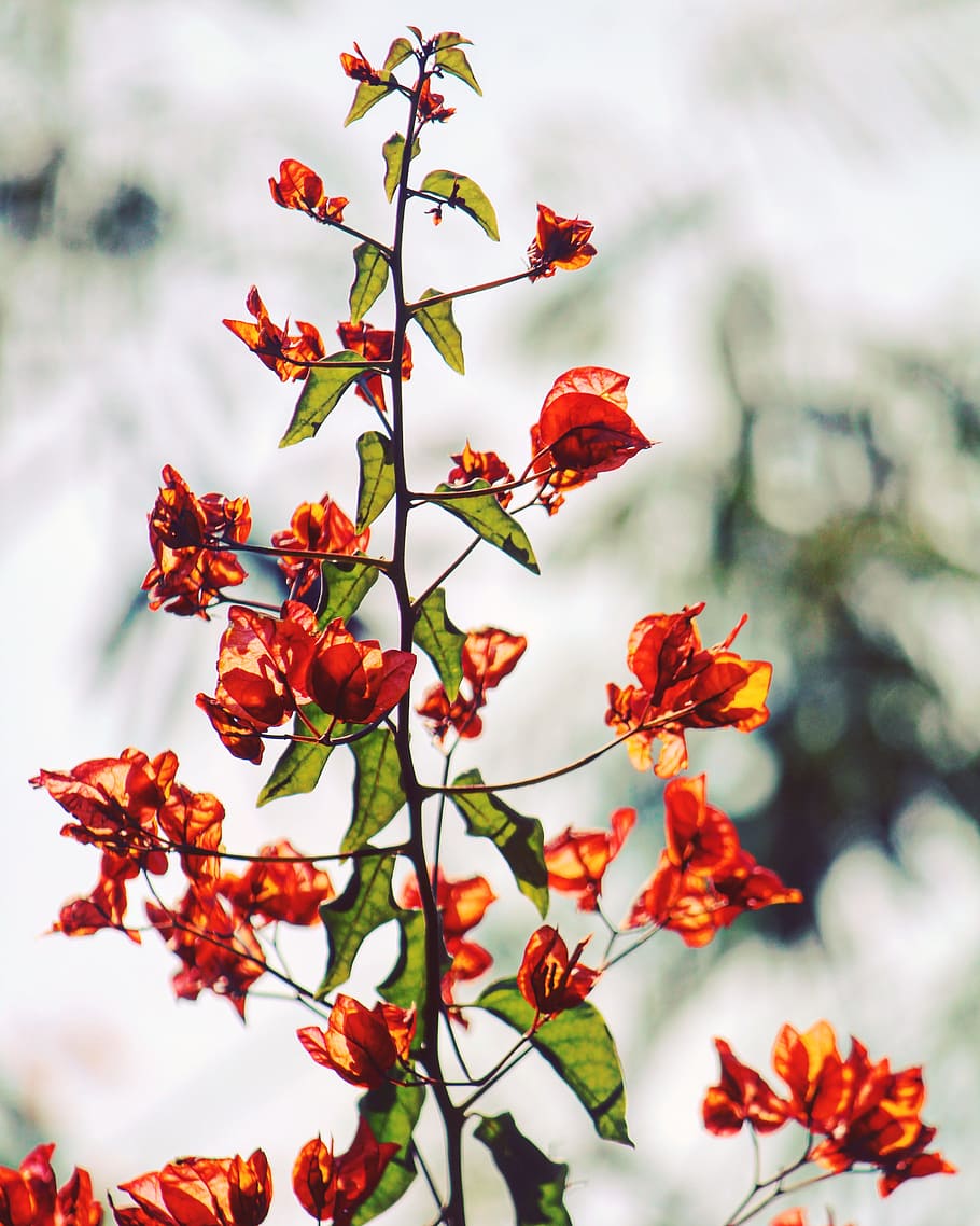 Orange Bougainvillea Flowers in Selective Focus Photography, bloom HD wallpaper