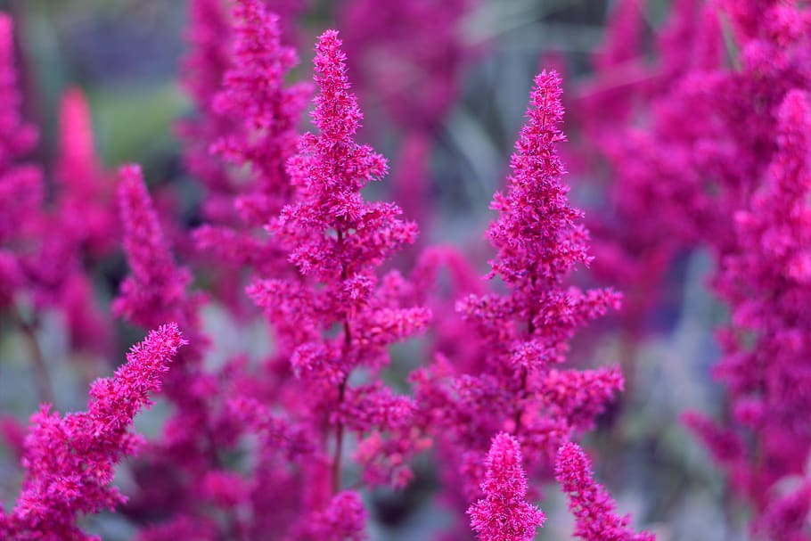 plants, background, nature, flowers, colorful, flora, garden HD wallpaper