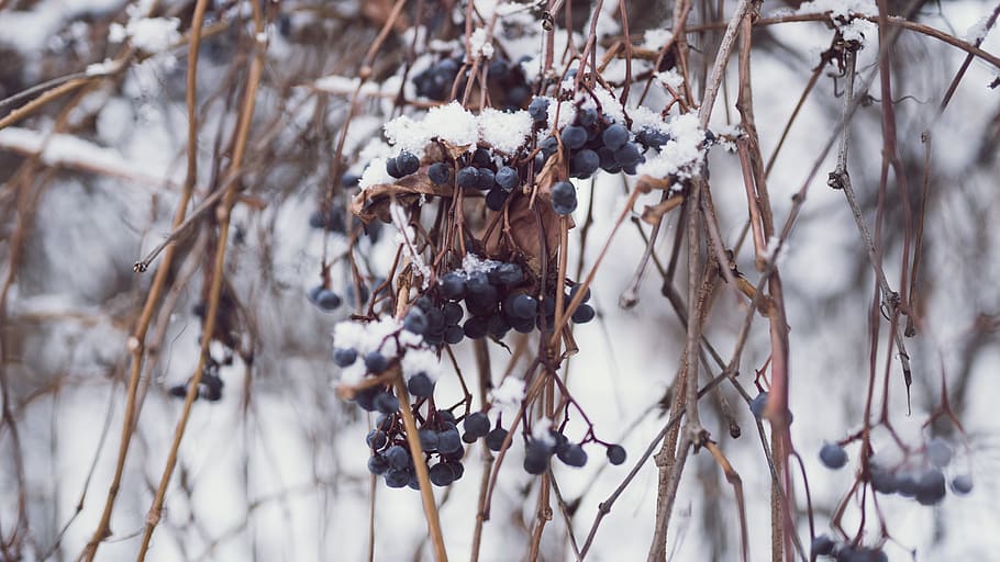 snow, first snow, berries, grape, wild grape, blue, plant, cold temperature HD wallpaper