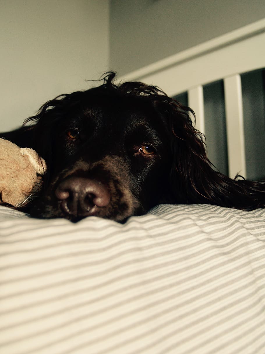 furniture, dog, pet, mammal, canine, animal, bed, couch, spaniel