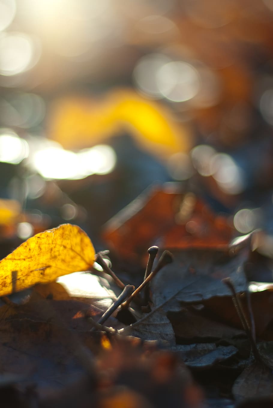 leaf, leaves, fallen, autumn, bokeh, golden, glisten, ground HD wallpaper