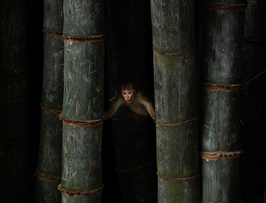 brown monkey between two green bamboos, standing, one person HD wallpaper