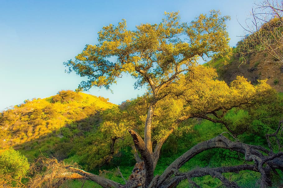 tree, large, old, radiant, beautiful, golden, leaves, nature HD wallpaper