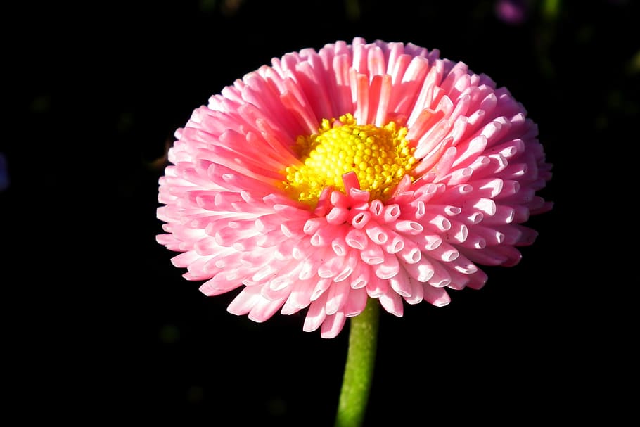 daisy, flower, spring, garden, pink, nature, the petals, macro HD wallpaper