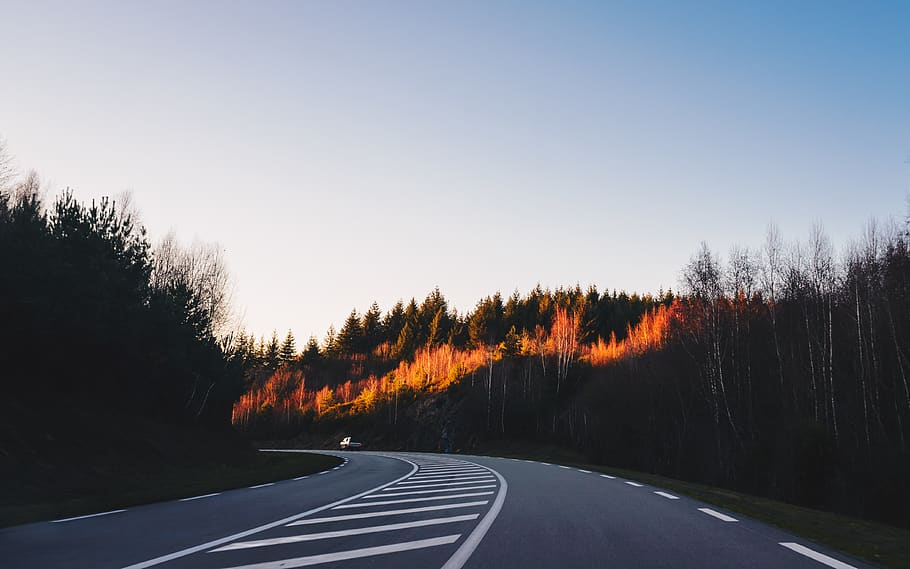 gray road and trees, tarmac, asphalt, way, highway, zebra crossing HD wallpaper