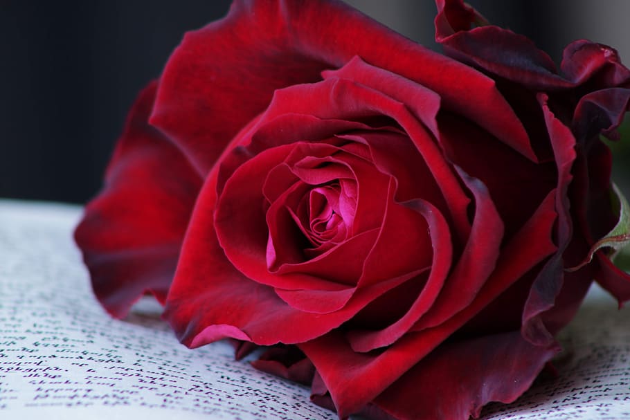 red rose, book, feeling, passion, flower, rose blooms, roses, HD wallpaper
