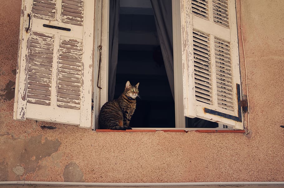 france, cat, window, wall, look, pets, mammal, domestic, domestic animals HD wallpaper