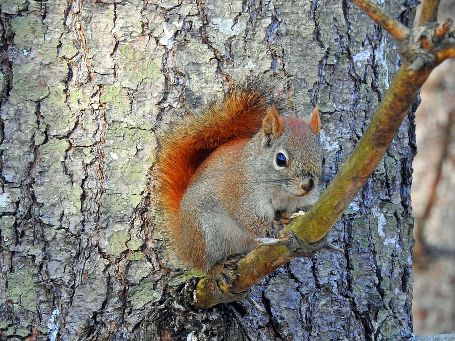 squirrel, nature, tree, cute, rodents, small, curious, tree trunk HD wallpaper