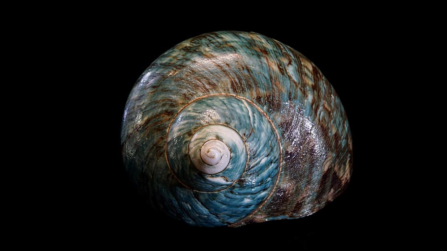 shell, spiral, shellfish, background, nature, snail, ocean HD wallpaper