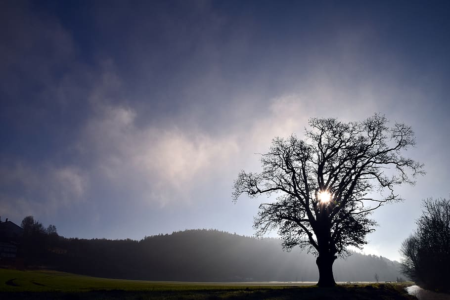 Bare Tree during Night Time, dawn, environment, evening, field HD wallpaper