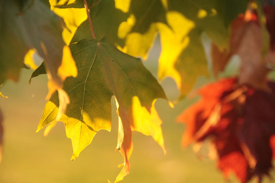 tree, forest, nature, air, oxygen, landscape, light, wood, leaf HD wallpaper