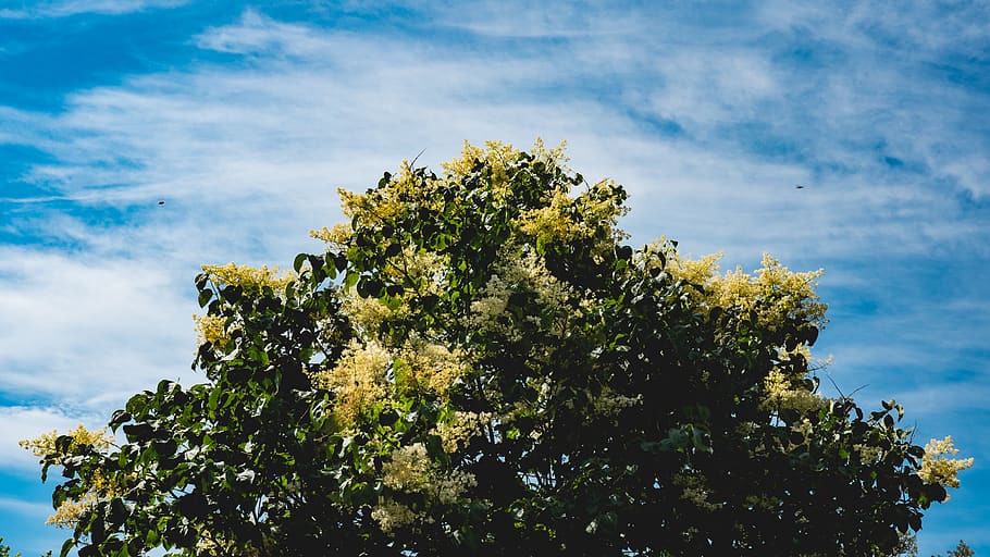 tree, backyard, home, sky, green, birds, nature, plant, cloud - sky HD wallpaper
