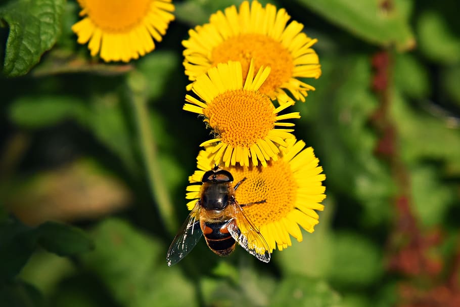 bee, insect, animal, feeding, nectar, pollen, pollination, honey HD wallpaper
